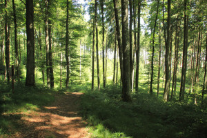 Ausblick-vom-Waldlehrpfad-Tannenbühl