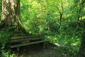 Bank bei den Treppen zur Straße Schussenursprung Bad Schussenried