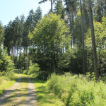 Befestigter Wanderweg -Ende des Waldlehrpfads Bad Waldsee