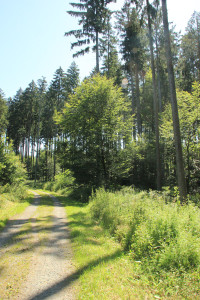 Befestigter Wanderweg -Ende des Waldlehrpfads Bad Waldsee
