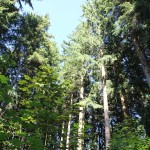 Bäume-des-Rieds-in-Bad-waldsee