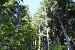Bäume-des-Rieds-in-Bad-waldsee
