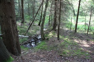 Bäume-im-Steinacher-Ried