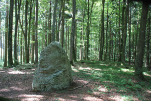 Findling-am-Waldlehrpfad-Tannenbühl-Bad-Waldsee