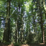 Findling an höchster Stelle des Waldlehrpfads Tannenbühl