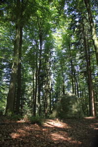 Findling-an-höchster-Stelle-des-Waldlehrpfads-Tannenbühl