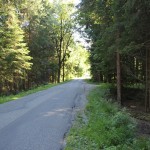 Geteerte-Straße-durchs-Steinacher-Ried