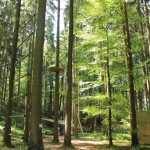 Parcours-Abenteuerkletterpark-Tannenbühl-Bad-Waldsee