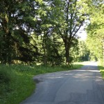 Riedstraße-und-Lichtung-im-Steinacher-Ried-Bad-Waldsee