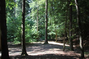 Wald des Grillplatzes Gaisbeuren