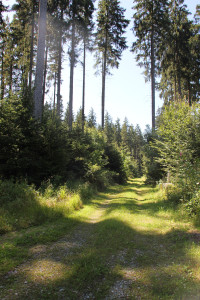Wander- und Radweg Waldlehrpfad Tannenbühl