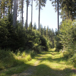 Wander-und-Radweg-Waldlehrpfad-Tannenbühl