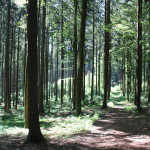 Wanderpfad Waldlehrpfad Tannenbühl im Wald