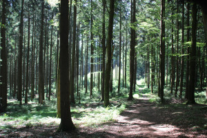 Wanderpfad Waldlehrpfad Tannenbühl im Wald