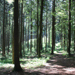 Wanderpfad-Waldlehrpfad-Tannenbühl-im-Wald