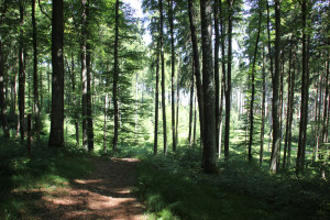 Wanderpfad Waldlehrpfad Tannenbühl unbefestigt
