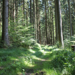 Wanderpflad matischig im Tannenbühl Bad Waldsee