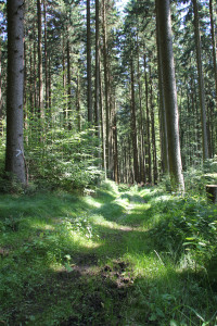 Wanderpflad matischig im Tannenbühl Bad Waldsee