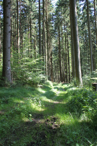 Wanderpflad-matischig-im-Tannenbühl-Bad-Waldsee