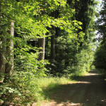 Wanderweg Tannenbühl Bad Waldsee