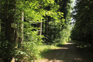 Wanderweg Tannenbühl Bad Waldsee