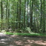 Weggabelung Waldlehrpfad Tannenbühl