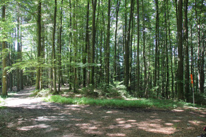 Weggabelung Waldlehrpfad Tannenbühl