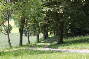 allee zur kapelle hohkreuz aulendorf