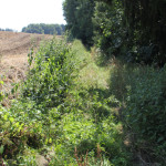 12-Unwegsames-Gelände-am-Waldrand-Baindter-Wald
