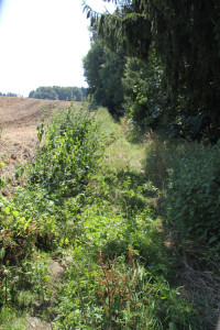 12-Unwegsames-Gelände-am-Waldrand-Baindter-Wald