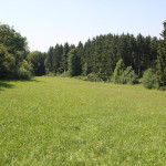 13-Wiesen-am-Waldrand-fast-wie-im-Allgäu