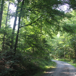 302 Bergauf in den Mochenwangener Wald