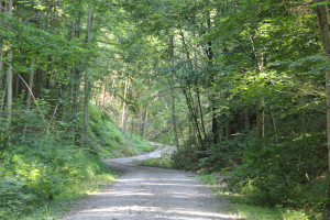 304 Wanderweg Mochenwangener Wald