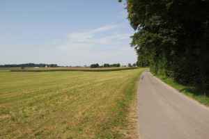 41-Baindter-Wald-Rückweg-nach-Kümmerazhofen