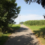 42-Wanderweg-zurück-von-Kümmerazhofen-nach-Reute-