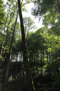 Ausblick Wald zwischen Alttann Wolfegg