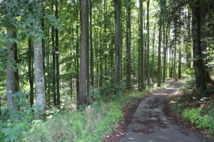 Erste Meter im Wald zwischen Wolfegg und Alttann