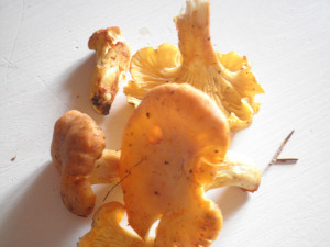 Pfifferlinge
