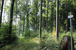 Streckenverlauf Alttann Wolfegg Wald