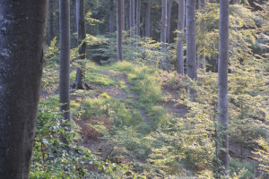 Trampelpfad Mountainbike Strecke bei Bad Waldsee