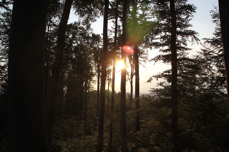 Mountainbike-Strecke bei Bad Waldsee