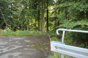 Waldeinfahrt nach Alttann
