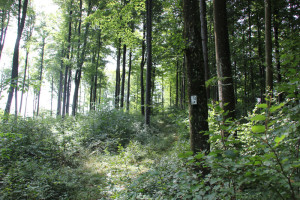 Wanderweg durch Wald Alttann Wolfegg