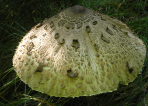 parasol pilz essbar