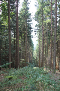 Bergab vom Sendemast Mennisweiler Bad Waldsee