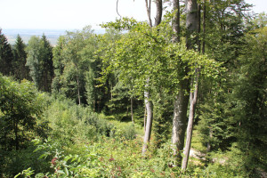 Blick-auf-Schöpfungsweg-Bussen-Oberschwaben