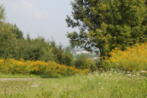 Blick vom Sendemast auf Mennisweiler