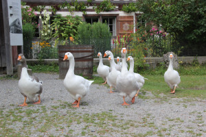 Gänse-Bauernhaus-Museum-Wolfegg