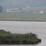 Rohrsee-Vögel-auf-Sandbank