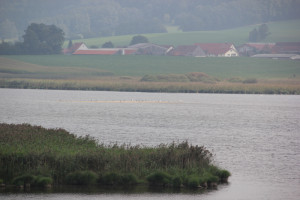 Rohrsee-Vögel-auf-Sandbank